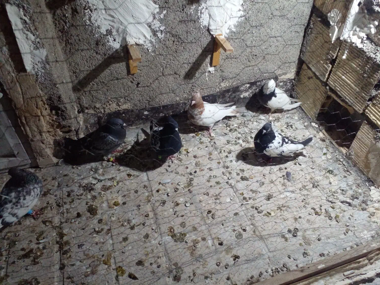 ۸عدد کفتر قلدر|پرنده|مشهد, شهید آوینی|دیوار