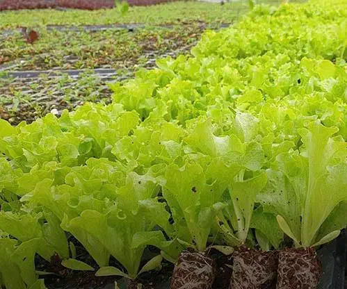 فروش نشا کاهو فرانسوی سبز|گل و گیاه طبیعی|زرگرشهر, |دیوار