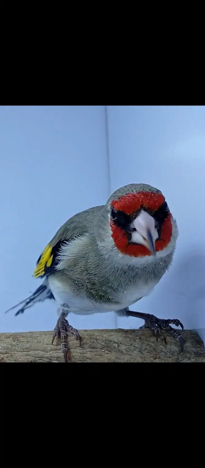 سهره|پرنده|کرمان, |دیوار