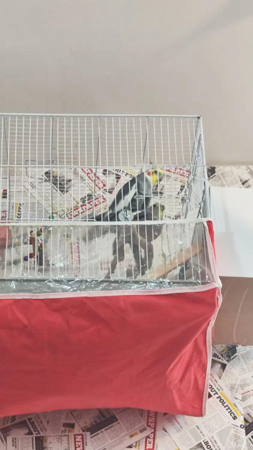 جفت عروس روی تخم و جوجه معاوضه|پرنده|مشهد, پنجتن|دیوار