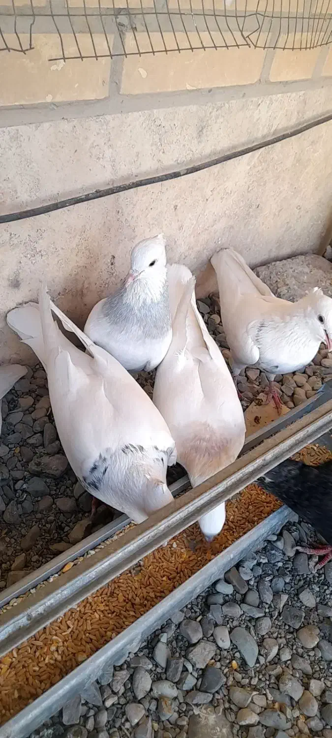 طوقی|پرنده|فشاپویه, |دیوار