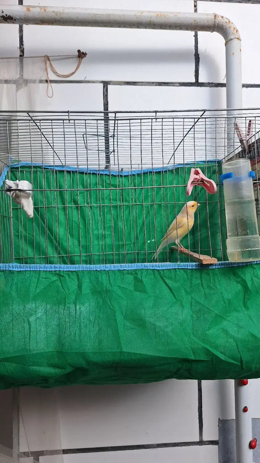 قناری ماده|پرنده|رشت, کوی طالقانی|دیوار