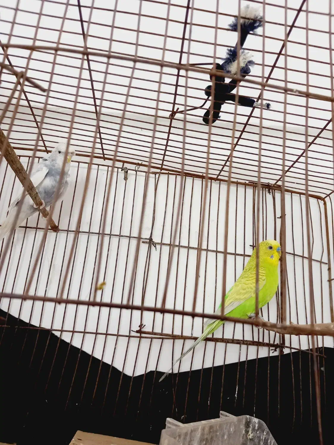 جفت مرغ عشق پروانه ای|پرنده|اردکان, |دیوار