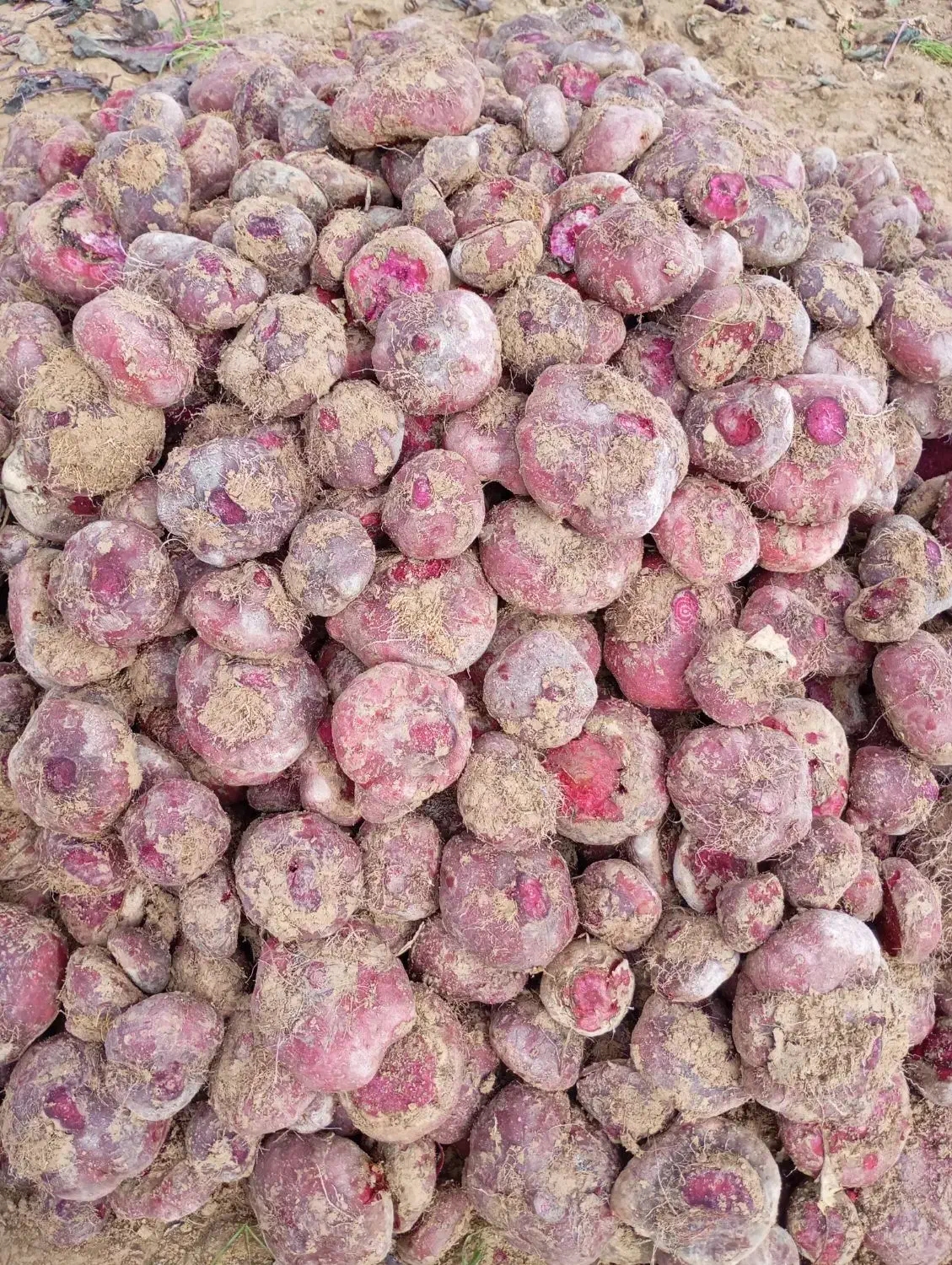 لبو شاهین تپه|خوردنی و آشامیدنی|دشتابی, |دیوار