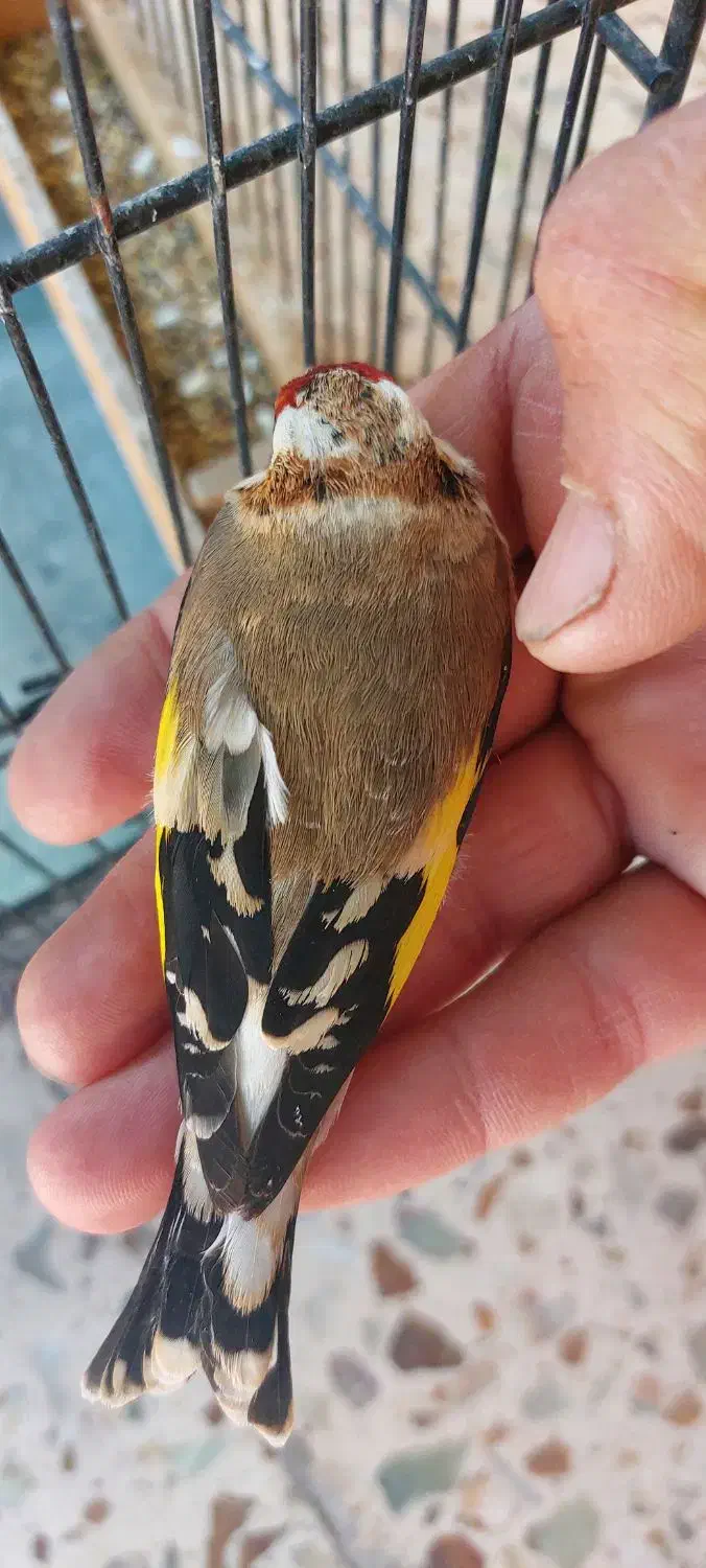 ماده سهره سرحنایی وابلق فوق عتیقه وکلکسیونی|پرنده|کرمان, |دیوار