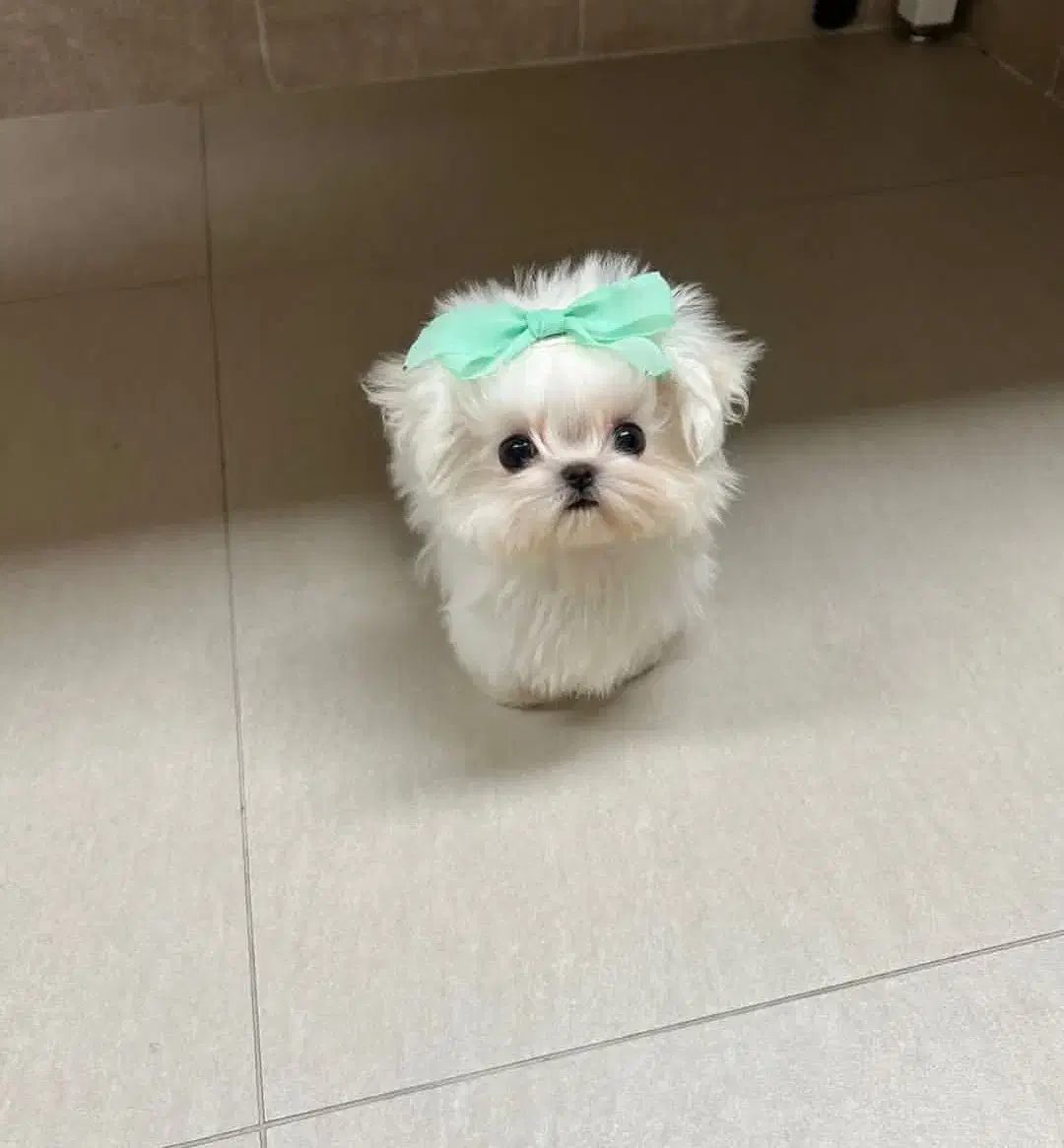 پودل کراس جیبی|سگ|تهران, شهرک آزمایش|دیوار