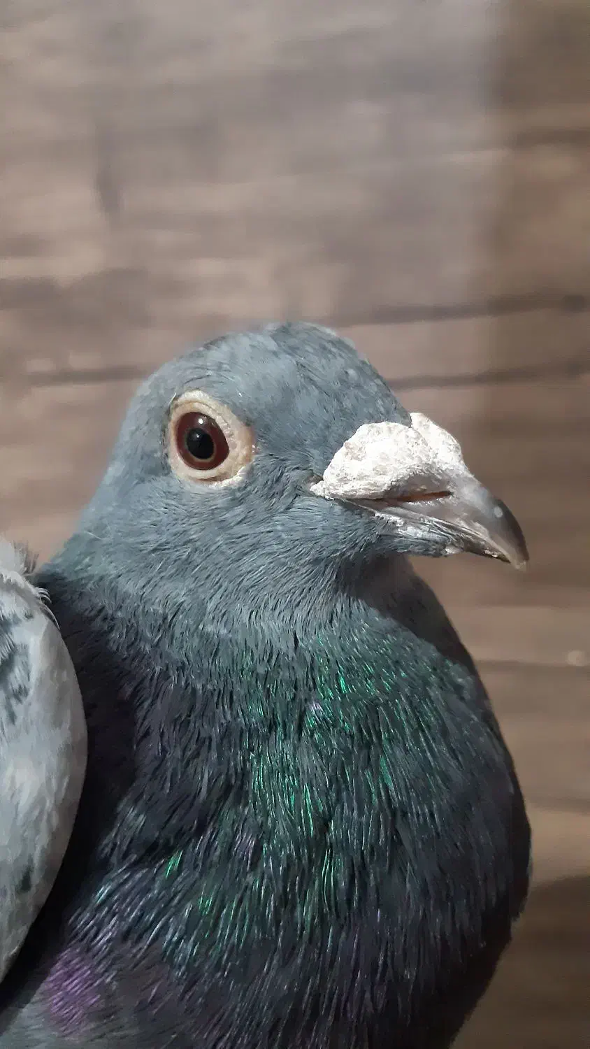 کفتر.پلاکی|پرنده|قدس, شهرقدس|دیوار