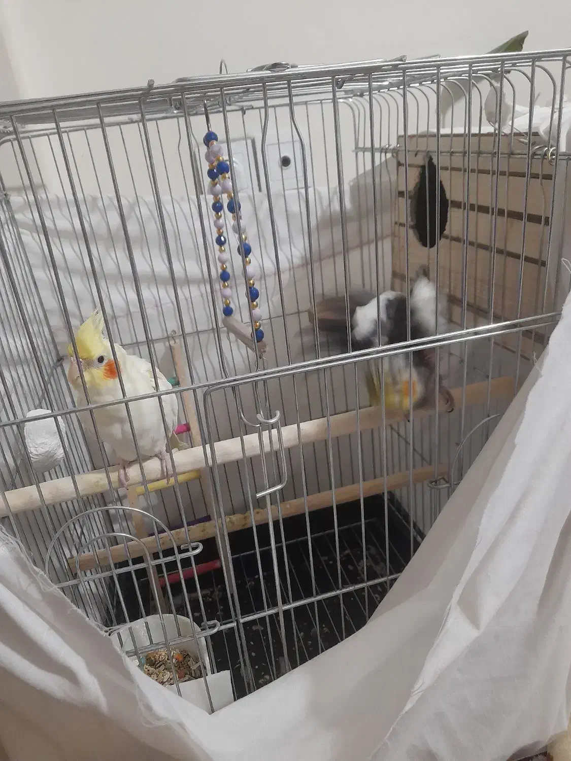 یک جفت نرو ماده عروس هلندی نر میخونه|پرنده|فردیس, شهرک شهید حسینی|دیوار