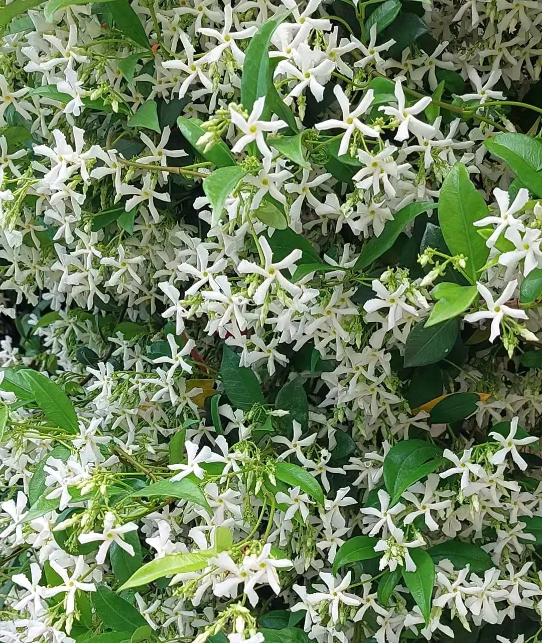 یاس جاسمین|گل و گیاه طبیعی|کرمان, |دیوار