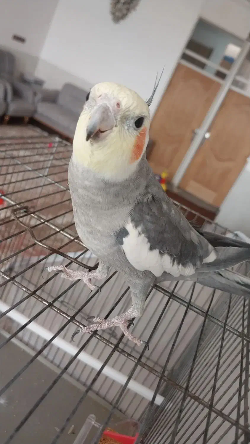 پرنده زینتی|پرنده|یزد, |دیوار