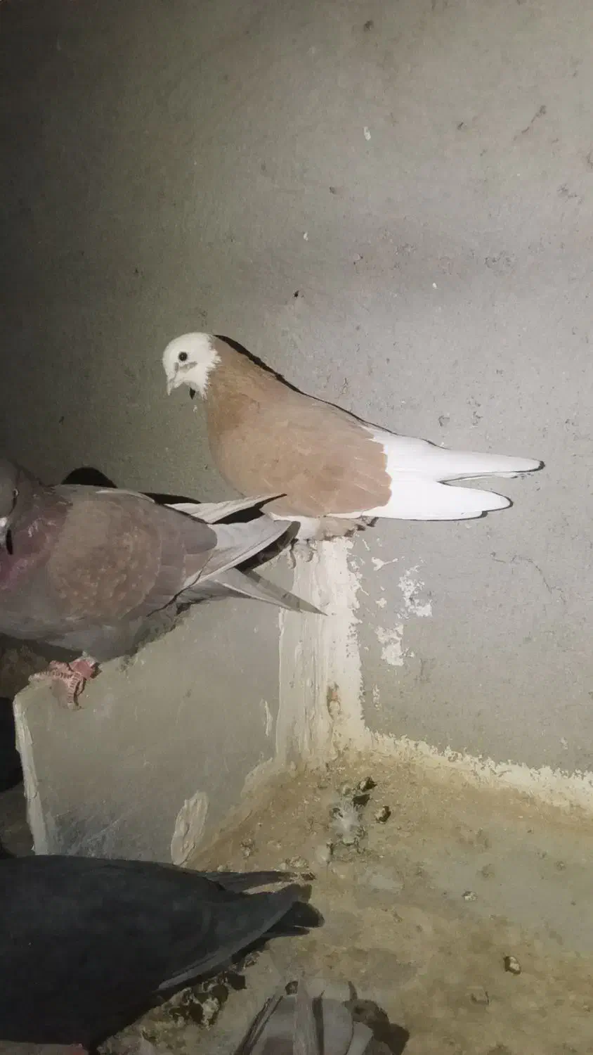 شازده سرور|پرنده|درگزین, |دیوار