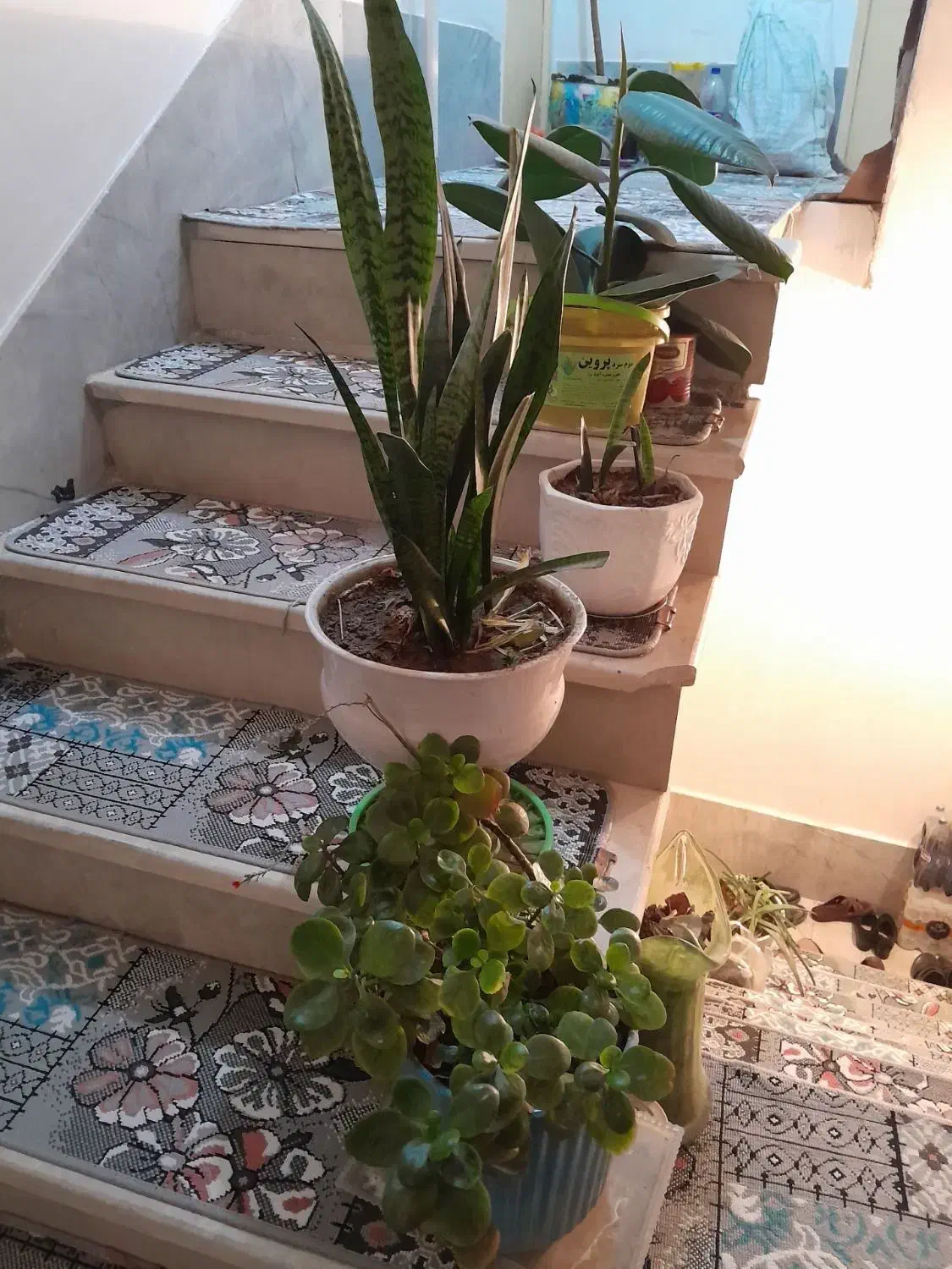 گل طبیعی|گل و گیاه طبیعی|محمدیه-قزوین, |دیوار