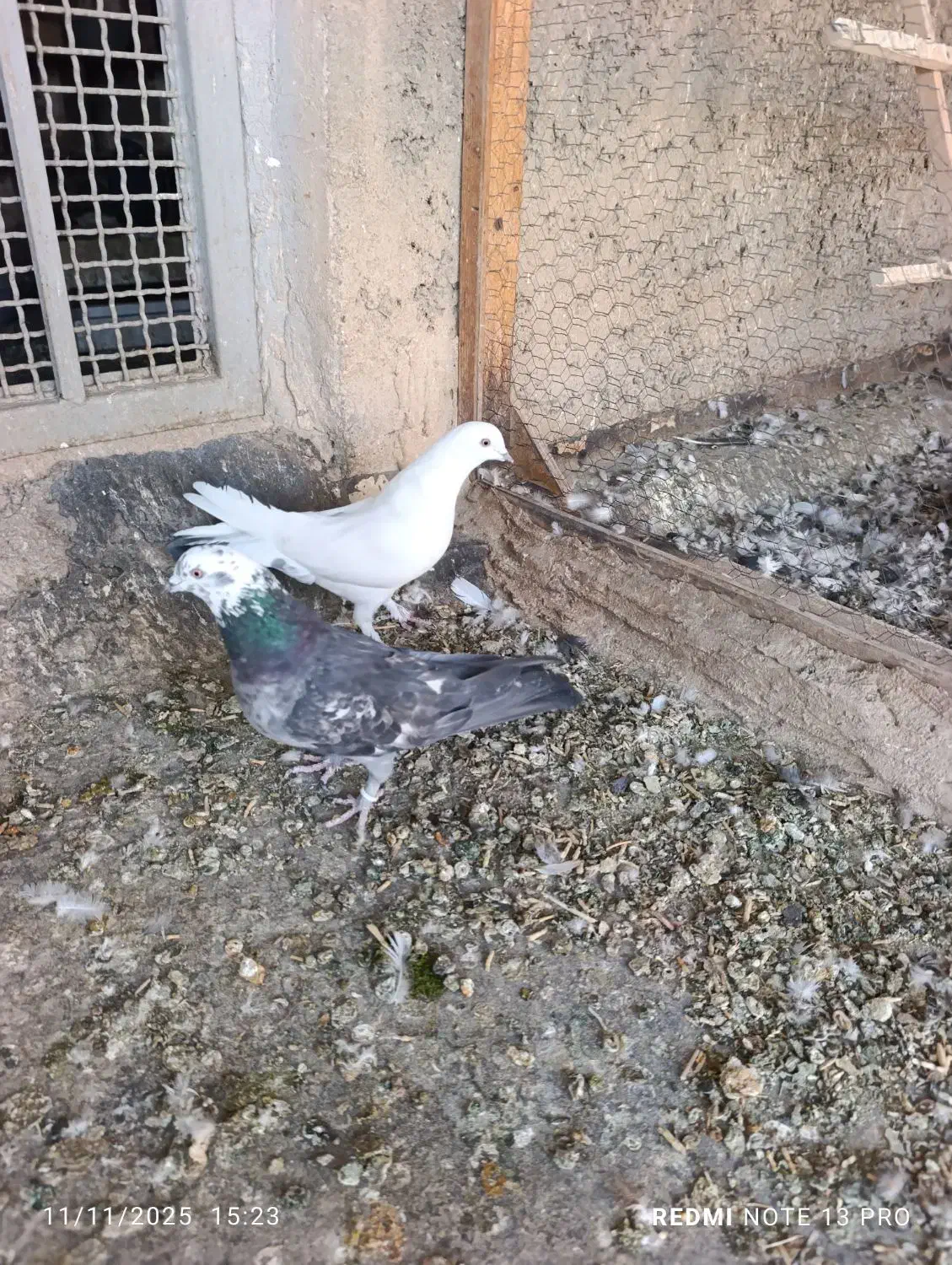 کبوتر اصفهانی|پرنده|خمینی‌شهر, |دیوار