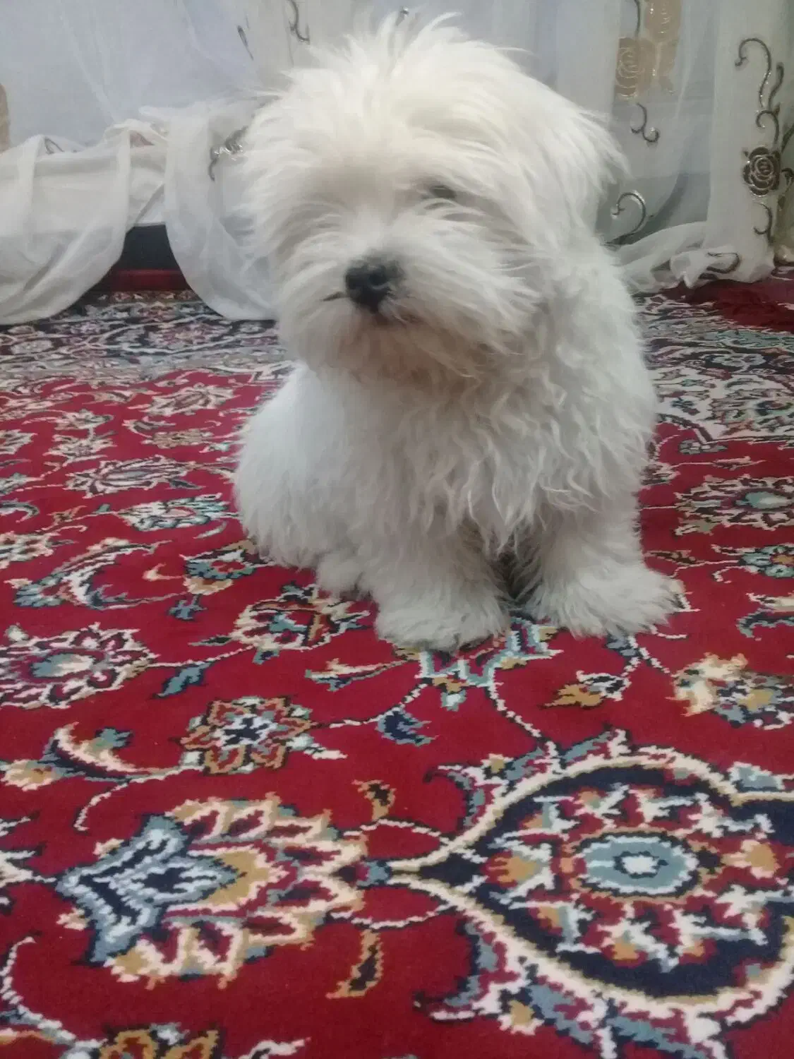 سگ مینیاتوری|سگ|مرند, |دیوار