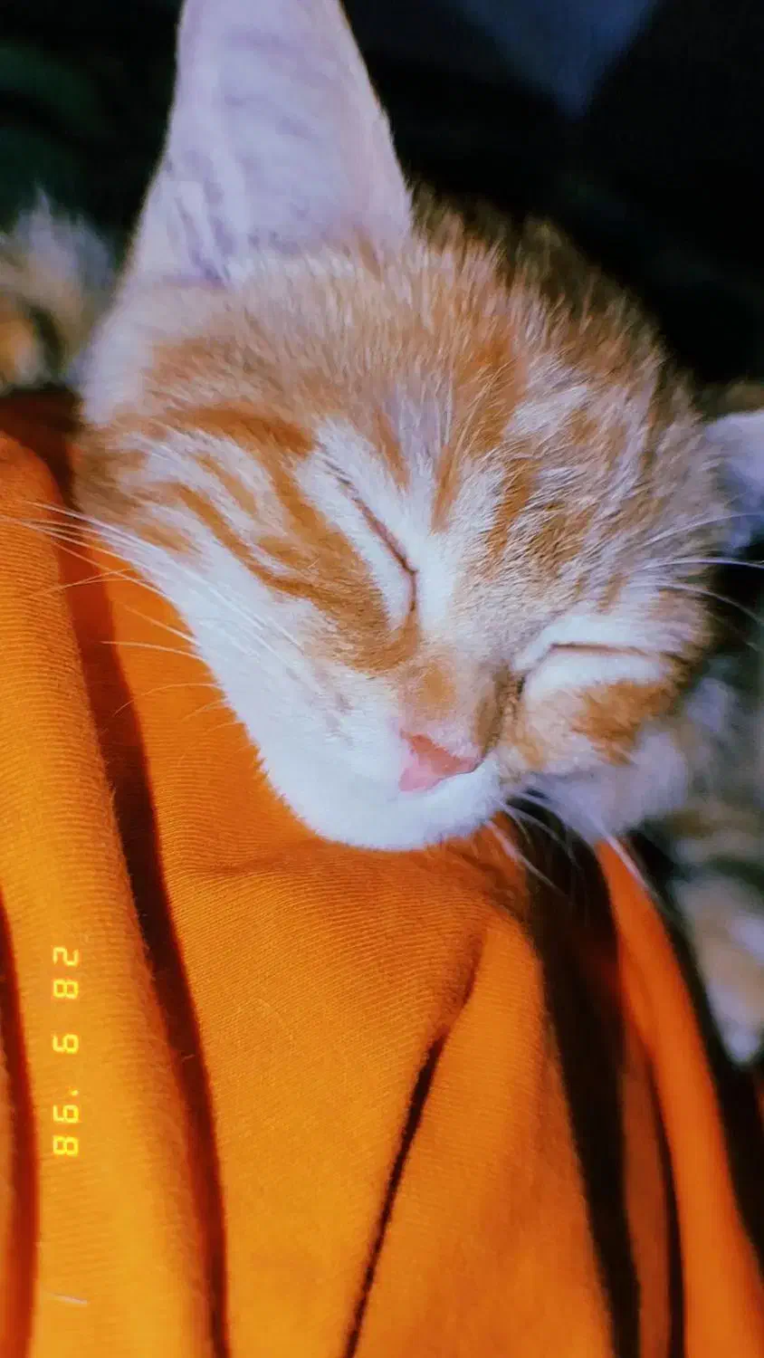 واگذاری دو عدد گوگولی نارنجی|گربه|مشهد, شهید قربانی|دیوار