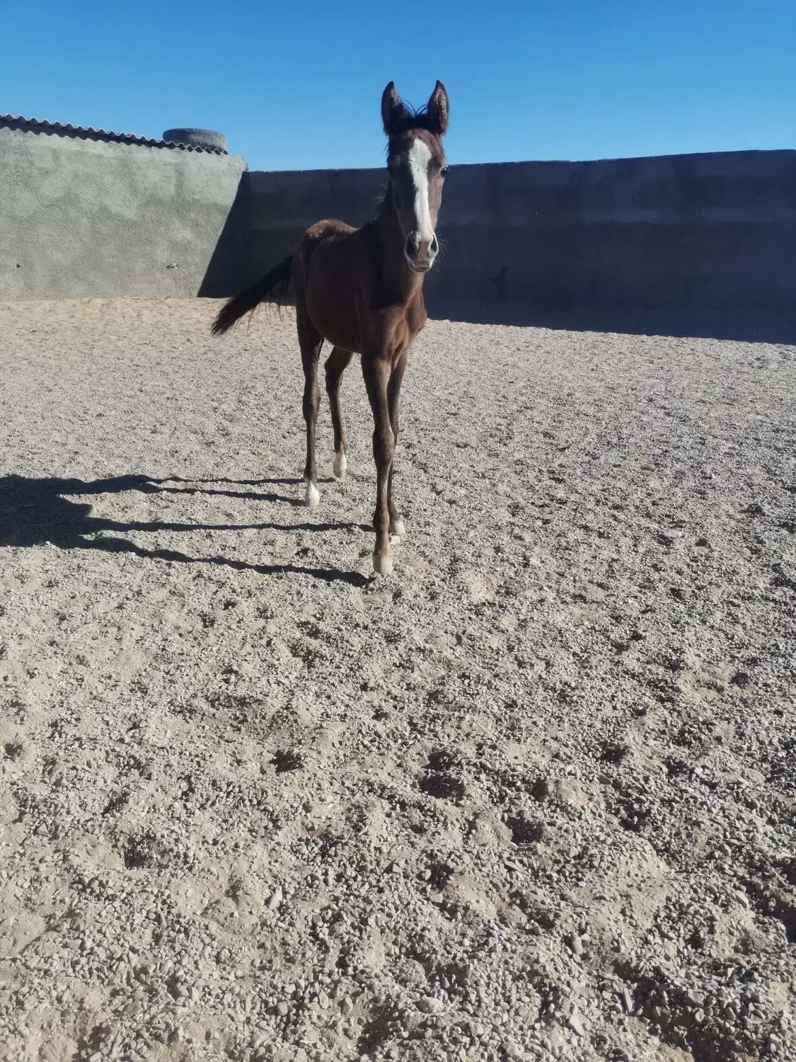 کره نریون فروشی|اسب و تجهیزات اسب‌سواری|بجستان, |دیوار