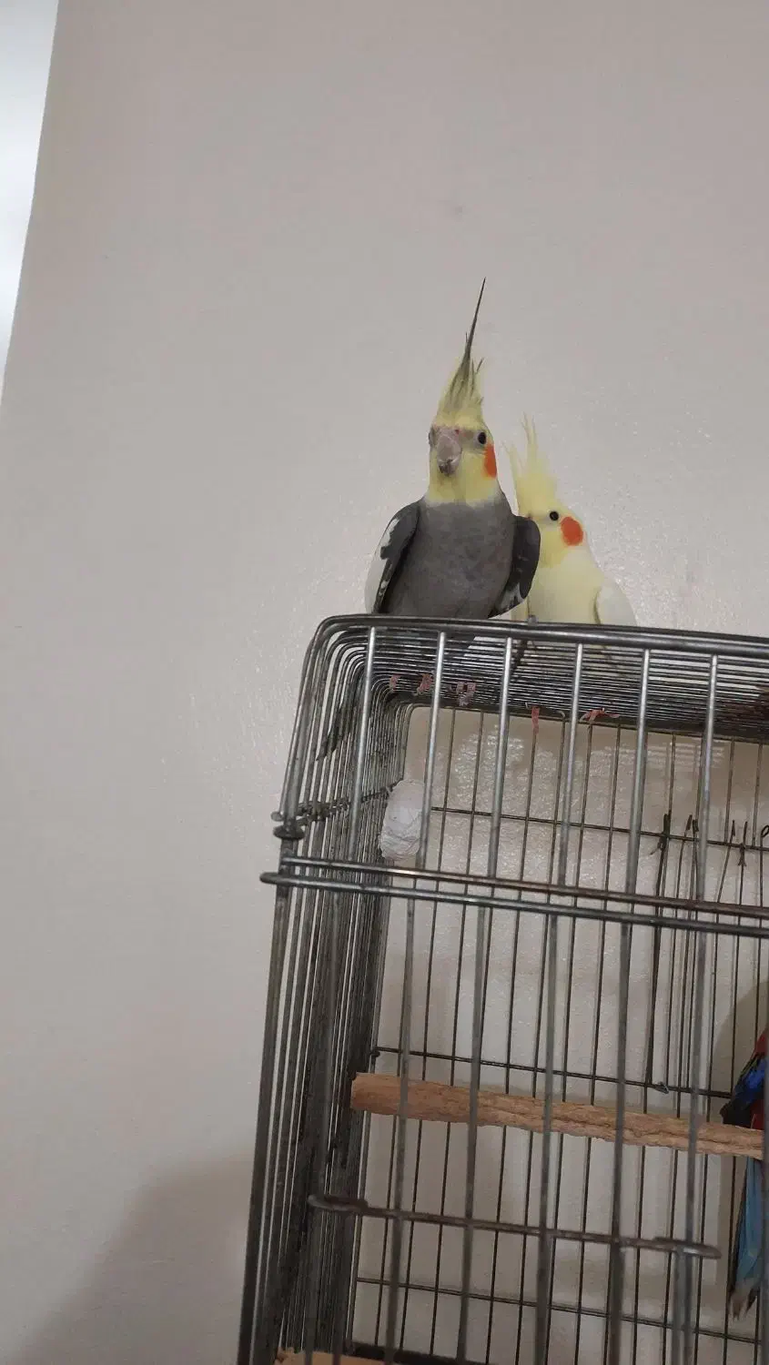 سه عدد عروس هلندی نر بالغ|پرنده|لنگرود, |دیوار