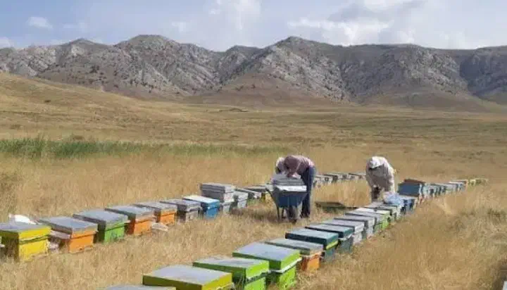 عسل ناب آذربایجان شرقی صددرصد خالص وبدون افزودنی|خوردنی و آشامیدنی|اردبیل, |دیوار