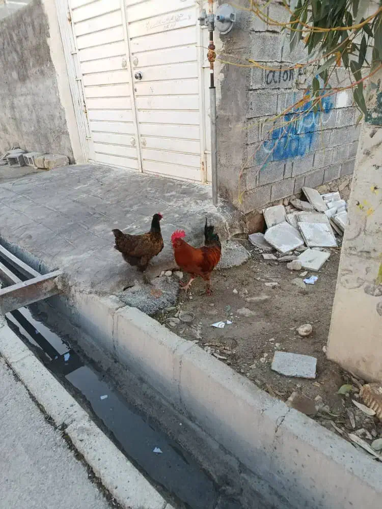 مرغ خروس|پرنده|دهدشت, |دیوار