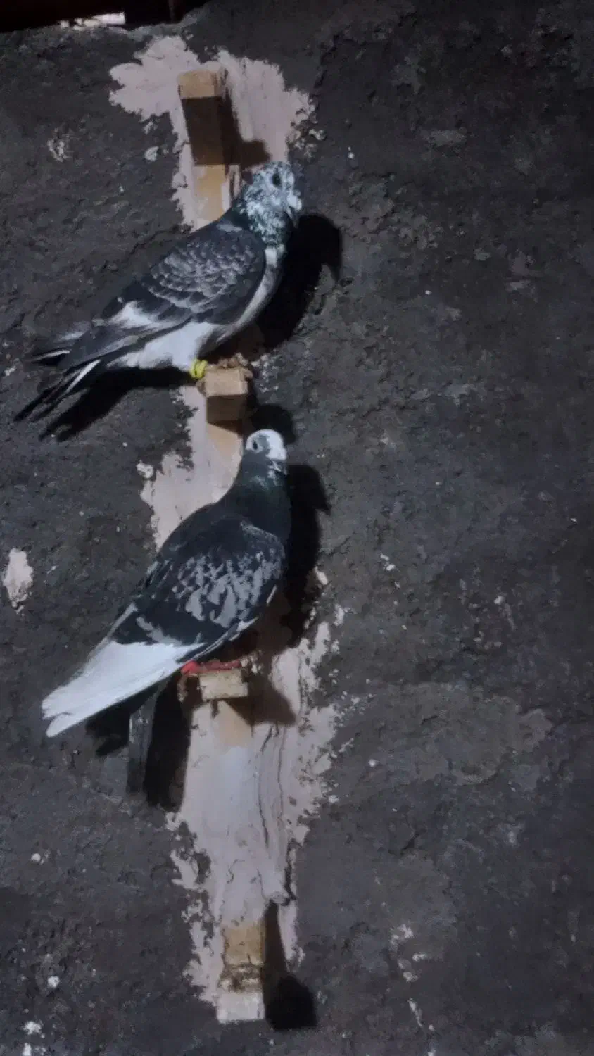 کبوتر‌یگ‌چخ‌همه‌قورگی‌و‌اوقون|پرنده|مشهد, کشاورز|دیوار