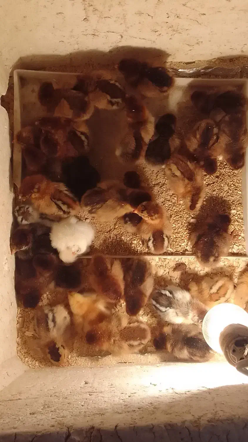 هندیخان خنوبی|حیوانات مزرعه|هندیجان, |دیوار