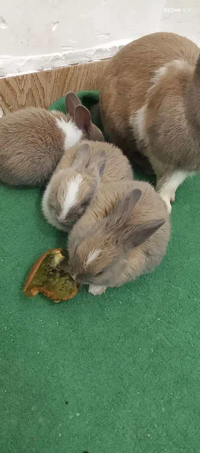 خرگوش|موش و خرگوش|مشهد, کلاته برفی|دیوار