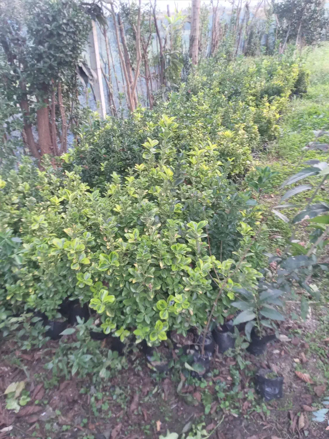 فروش شمشاد تزئین محوطه|گل و گیاه طبیعی|سیاهکل, |دیوار