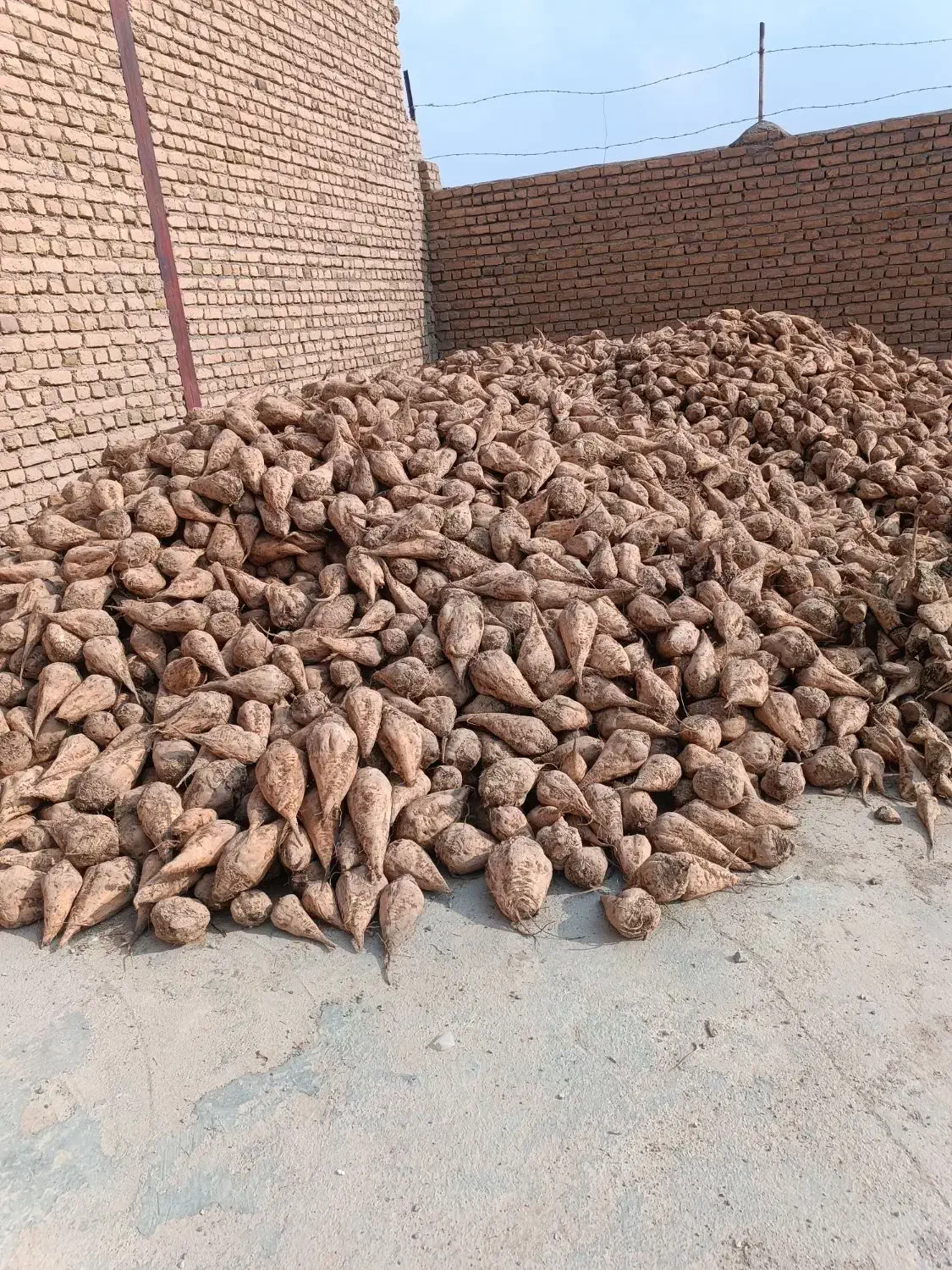 فروش چغندر سالم و عالی بدون خاک برای دام|لوازم جانبی حیوانات|شیروان (خراسان), |دیوار