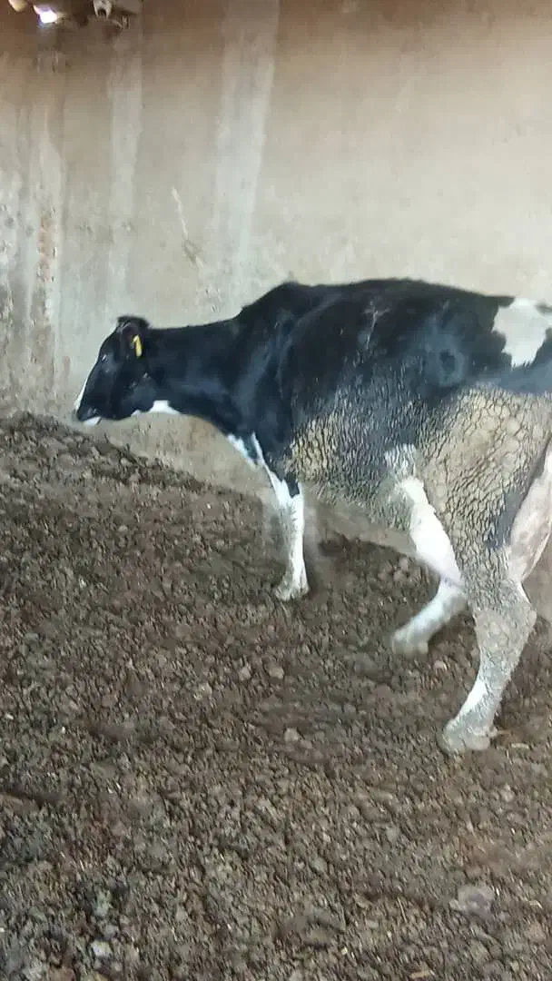 گاو حذفی|حیوانات مزرعه|جوادآباد, |دیوار