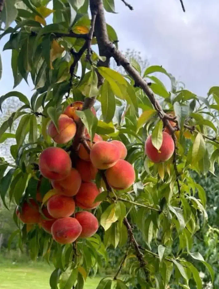 نهال میوه مثمردر نهالستان غرب|خدمات باغبانی و درختکاری|محمدشهر, شهرک پیام (مهرالبرز)|دیوار