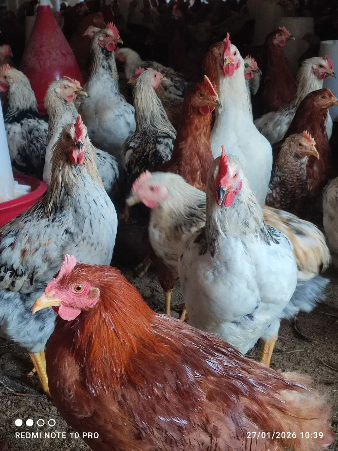 خروس محلی گلپایگانی|حیوانات مزرعه|ورامین, خیر آباد|دیوار