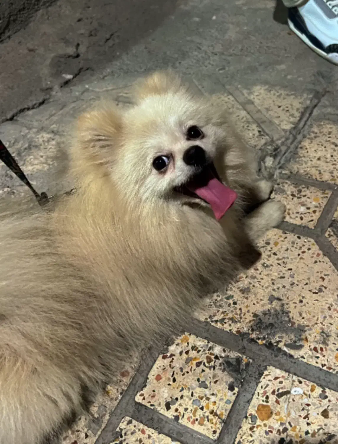 پامرانین|سگ|بندرعباس, |دیوار