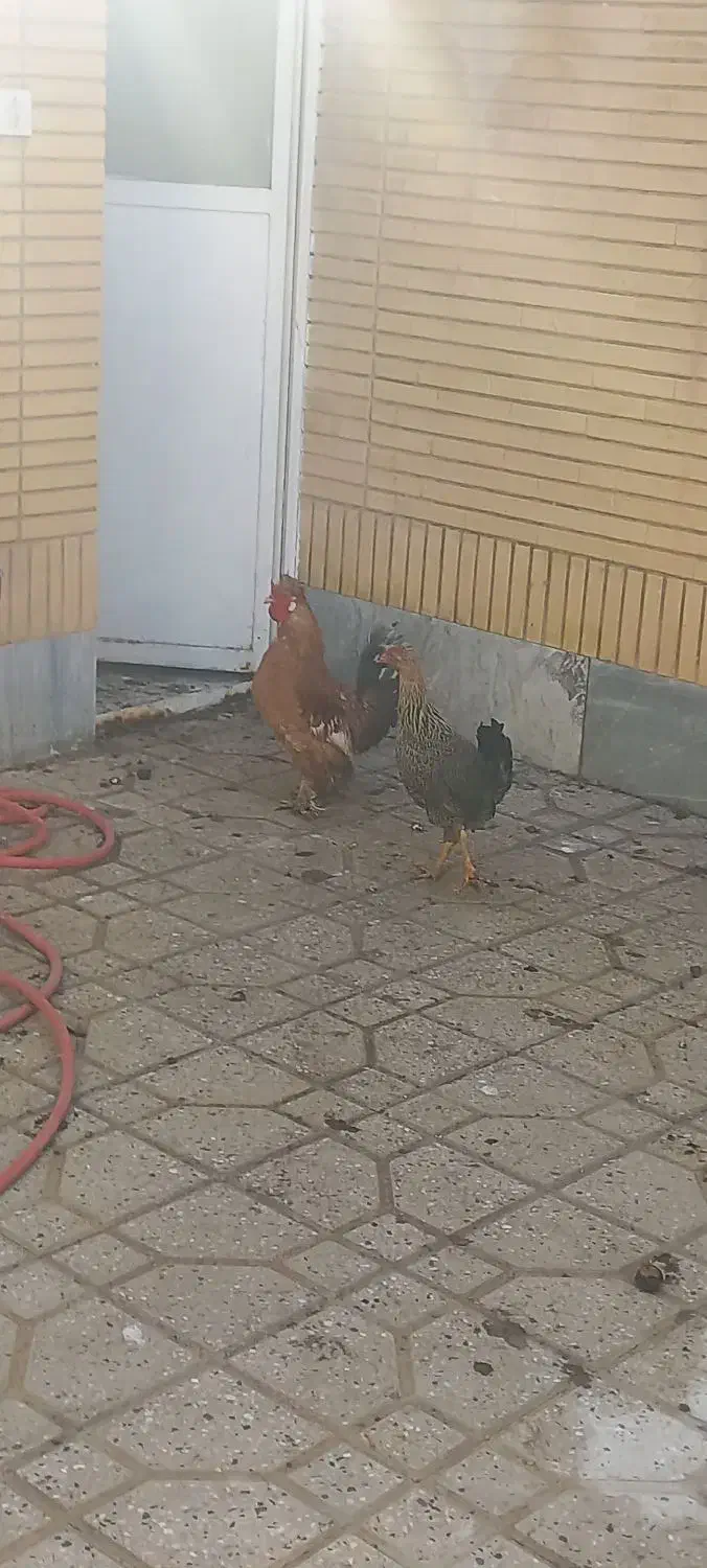 مرغ و خروس جوان|حیوانات مزرعه|شاهین‌شهر, مورچه خورت|دیوار