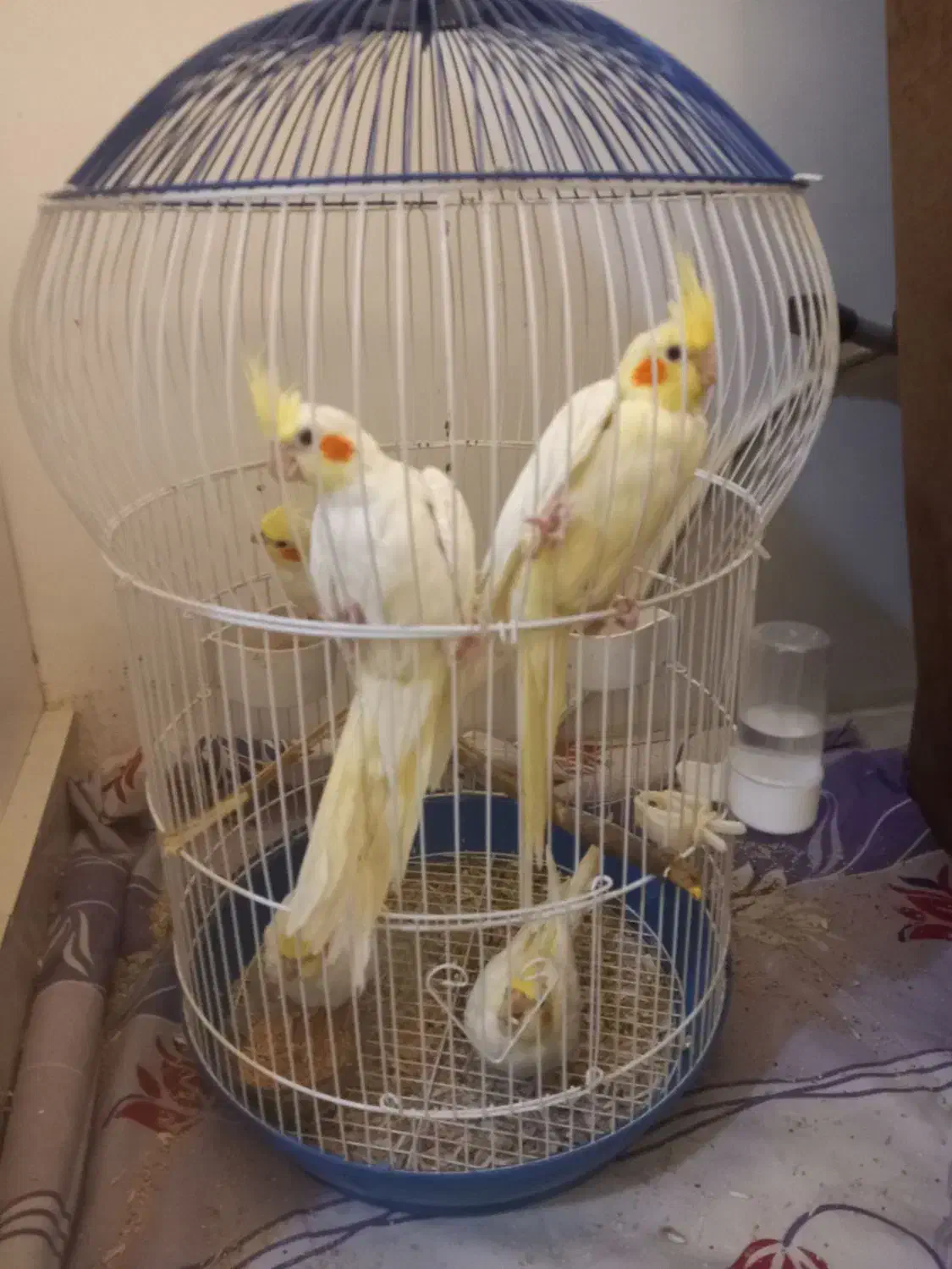 ۵ تا جوجه عروس هلندی لپ گلی|پرنده|مشهد, انقلاب|دیوار