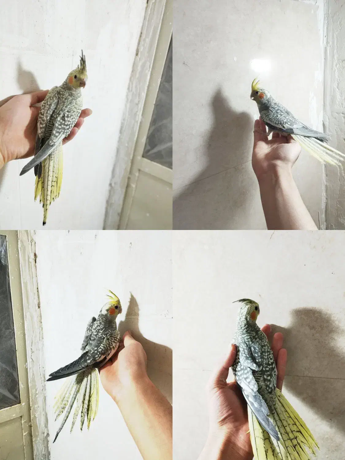 جوجه عروس هلندی دون خور|پرنده|خمین, |دیوار