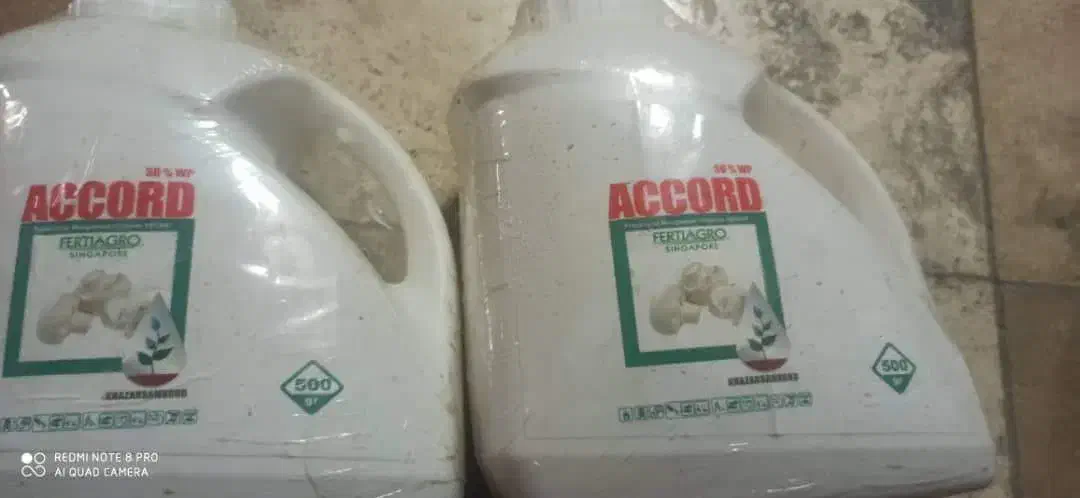 سم آکورد سالن قارچ|خدمات باغبانی و درختکاری|تبریز, |دیوار