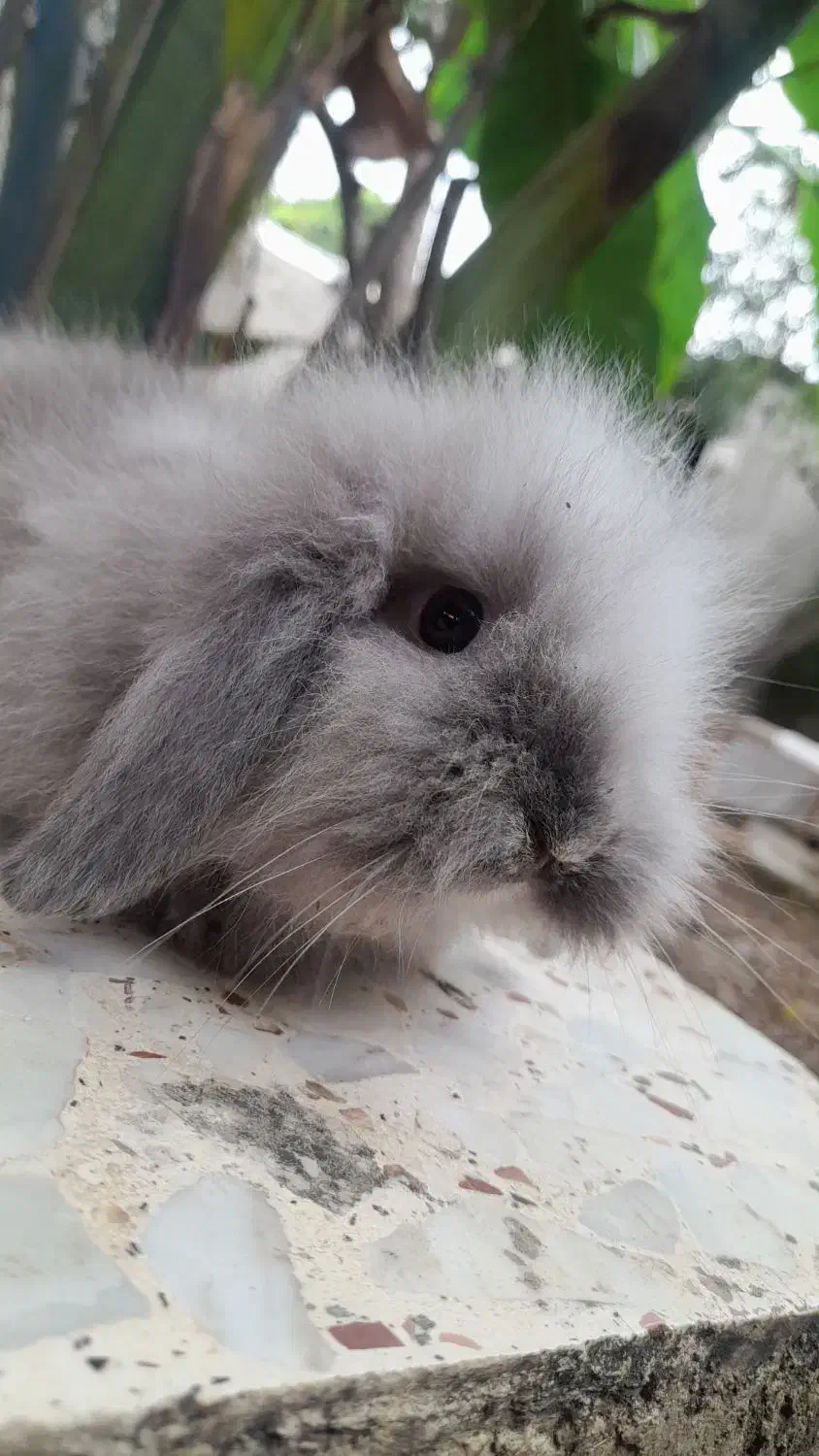 خرگوش لوپ اصیل|موش و خرگوش|تاتار علیا, |دیوار