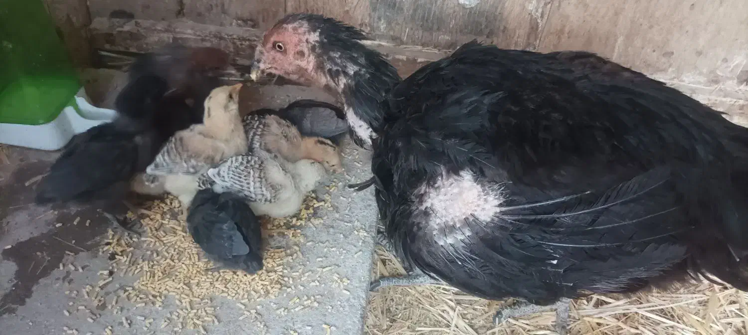 کود مرغی|لوازم جانبی حیوانات|معصومیه, |دیوار