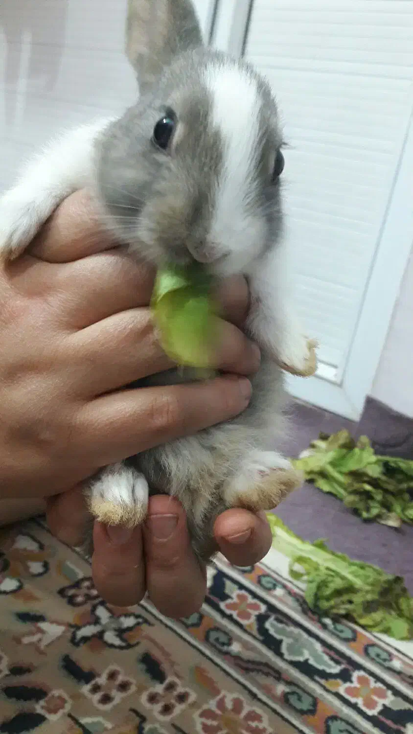 خرگوش زیبا|موش و خرگوش|سبزوار, توحیدشهر|دیوار