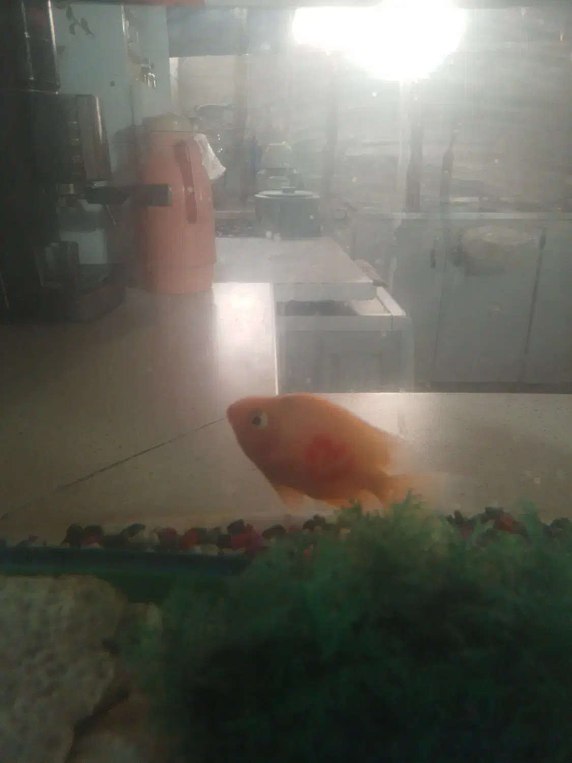 ماهی|ماهی|مشهد, بهارستان|دیوار