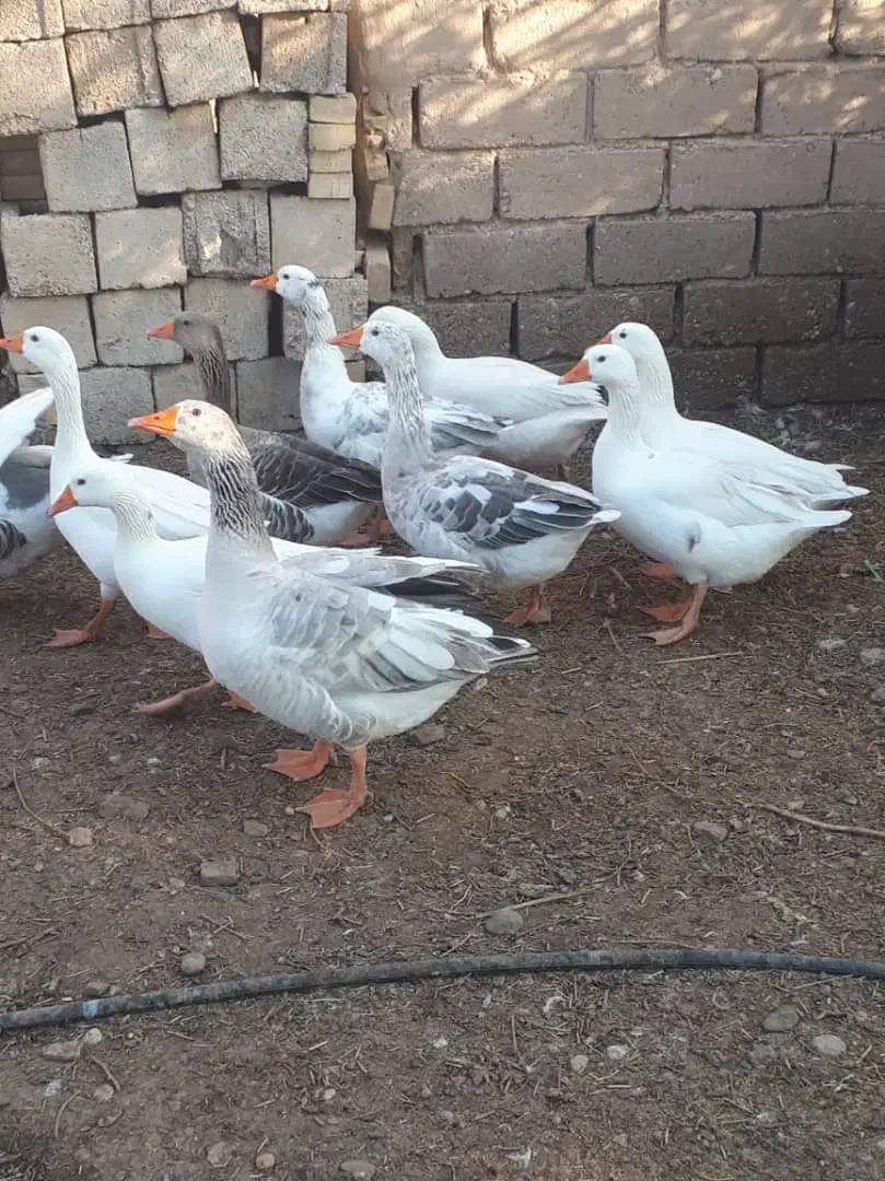 غاز|پرنده|کارون, |دیوار