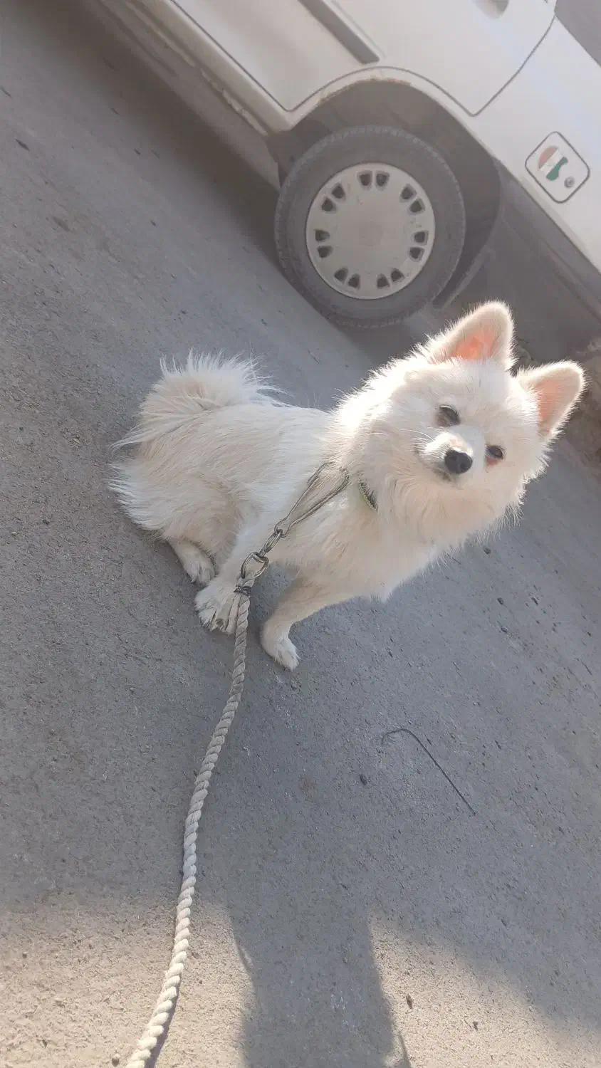 سگ پامر ۸ماهه آموزش دیده|سگ|تهران, زعفرانیه|دیوار