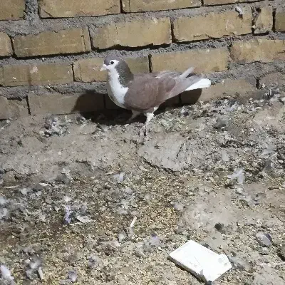 ساده سرخ نر چشم دورنگ|پرنده|میان ولایت, |دیوار