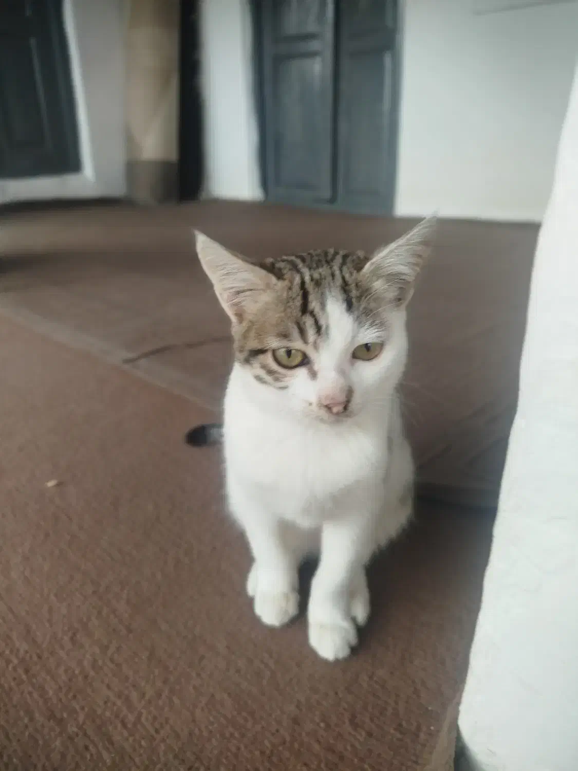 واگذاری رایگان بچه گریه|گربه|پره‌سر, |دیوار