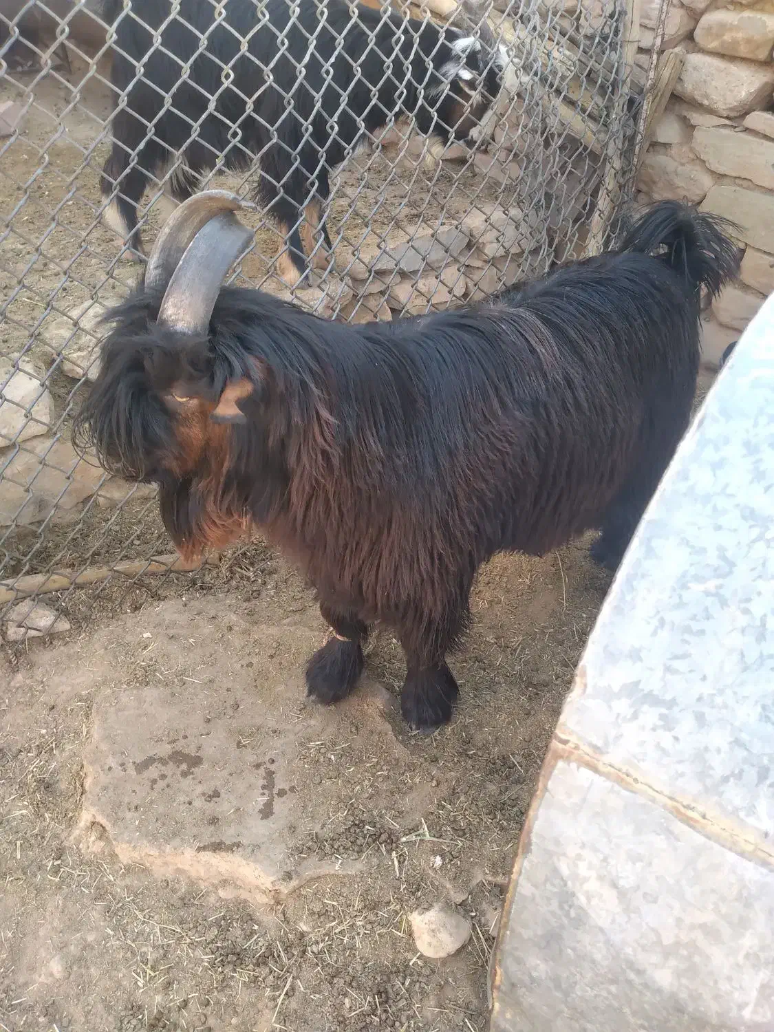 بیگ دوبری|حیوانات مزرعه|ایذه, |دیوار