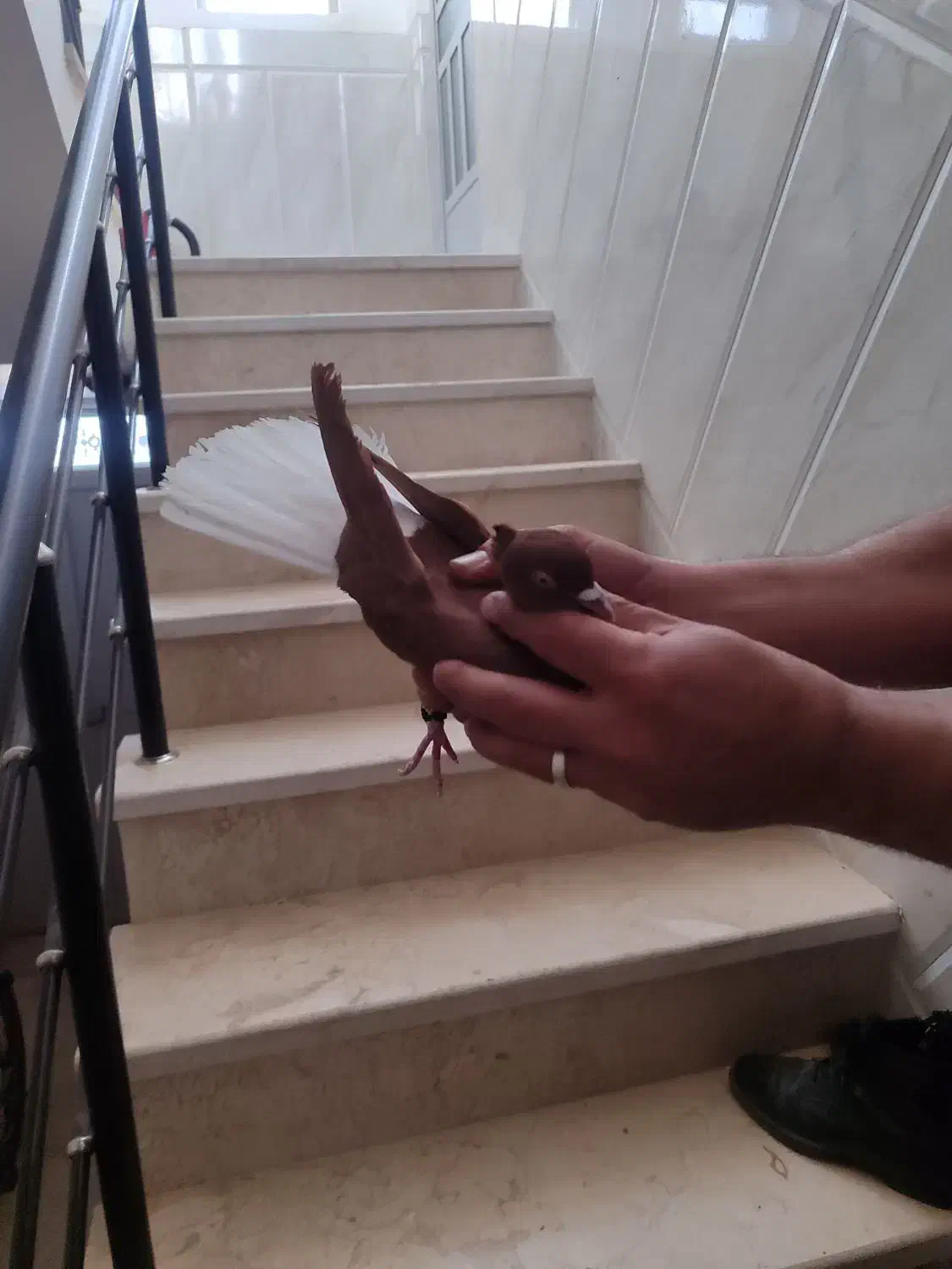 کفتر|پرنده|زارچ, |دیوار