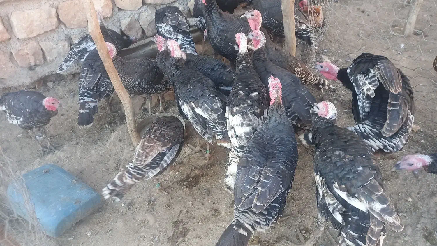 تعداد بوقلمون داشتی و گوشتی سالم|حیوانات مزرعه|سیروان, |دیوار