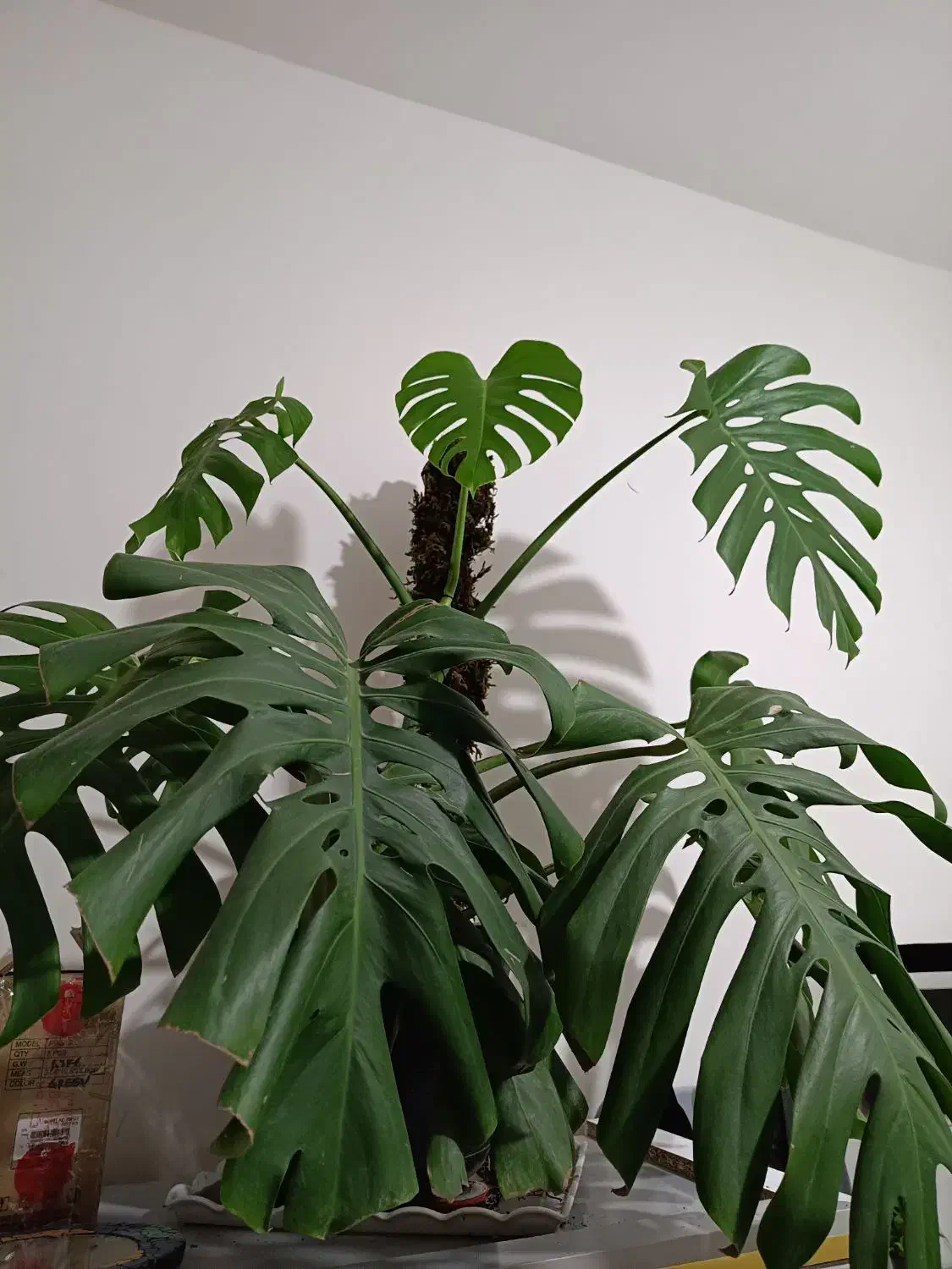 مانسترا قولپیکر|گل و گیاه طبیعی|گالیکش, |دیوار