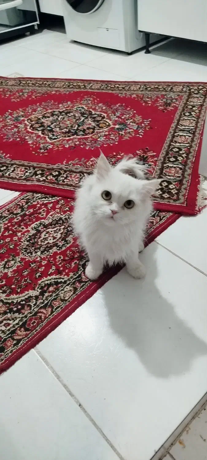 یک میلیون تومن|گربه|بیرجند, |دیوار