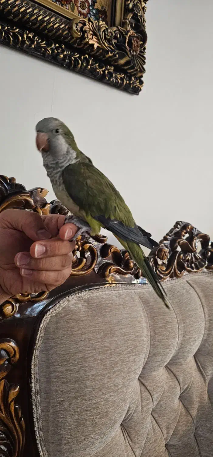 طوطی راهب|پرنده|پردیس, فاز ۸|دیوار